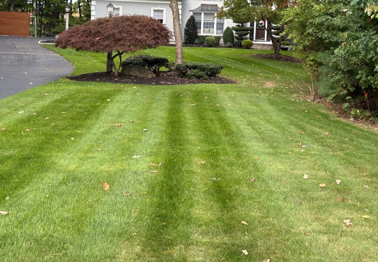 Turf Envy project on the South Shore