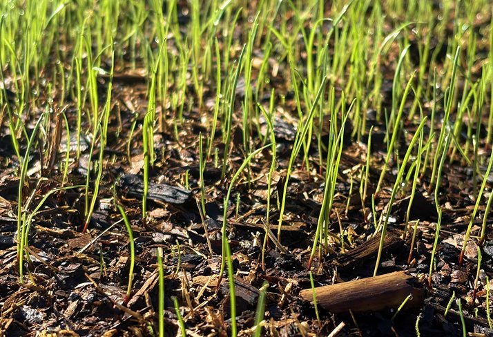 Fertilizing
