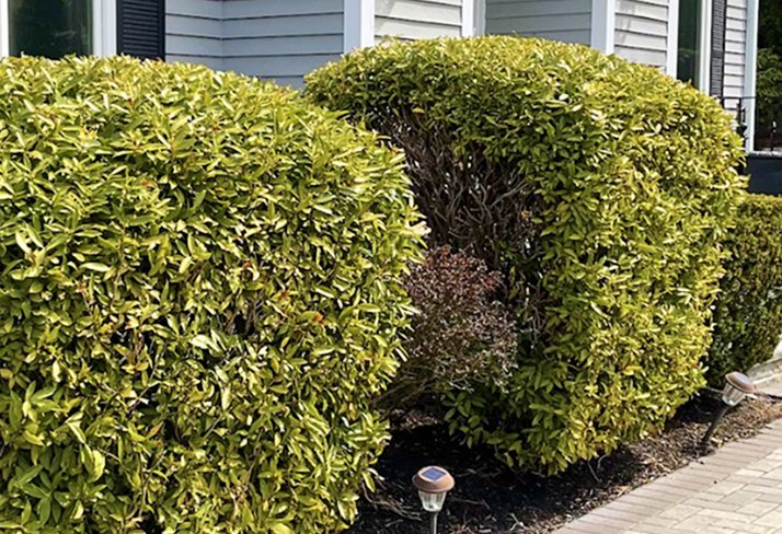Pruning